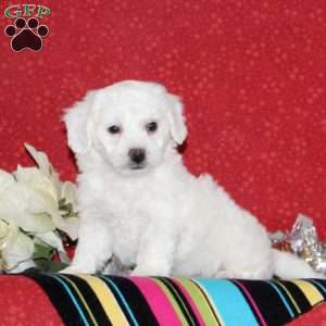 Jordan, Bichon Frise Puppy